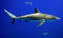 Caribbean Reef Shark joins me for a saftey stop at Amberj... by Allan Vandeford 